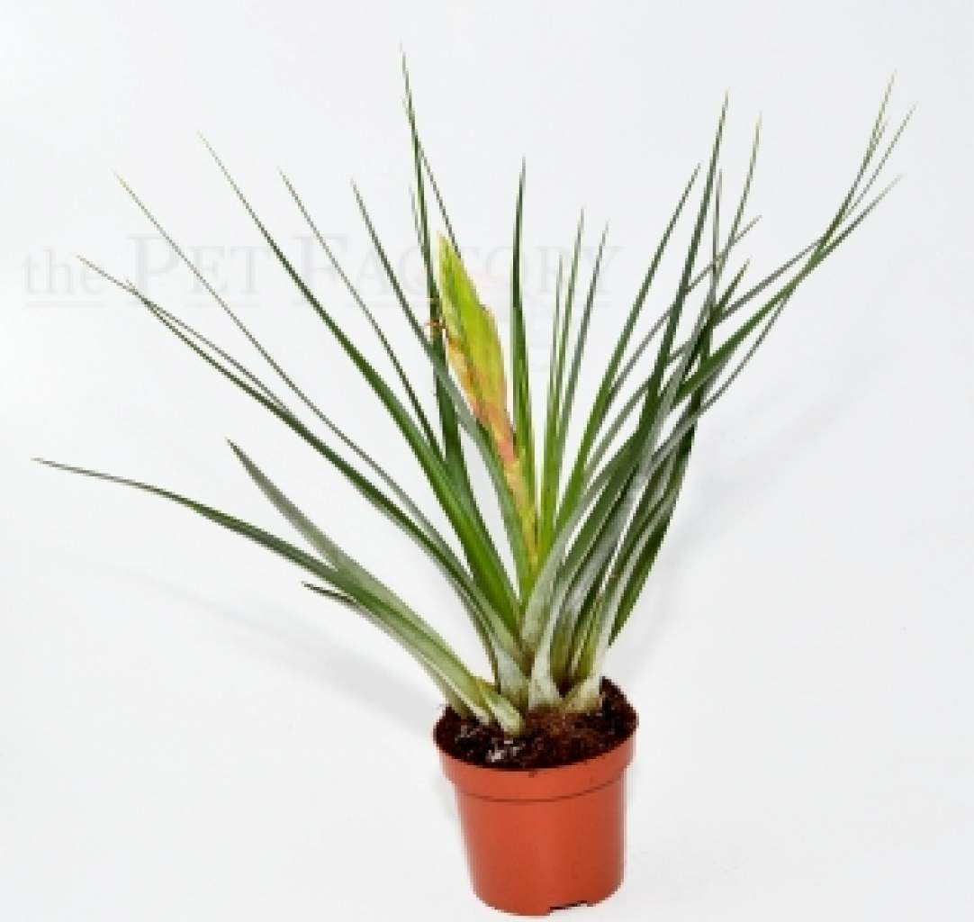 Tillandsia flavobracteata